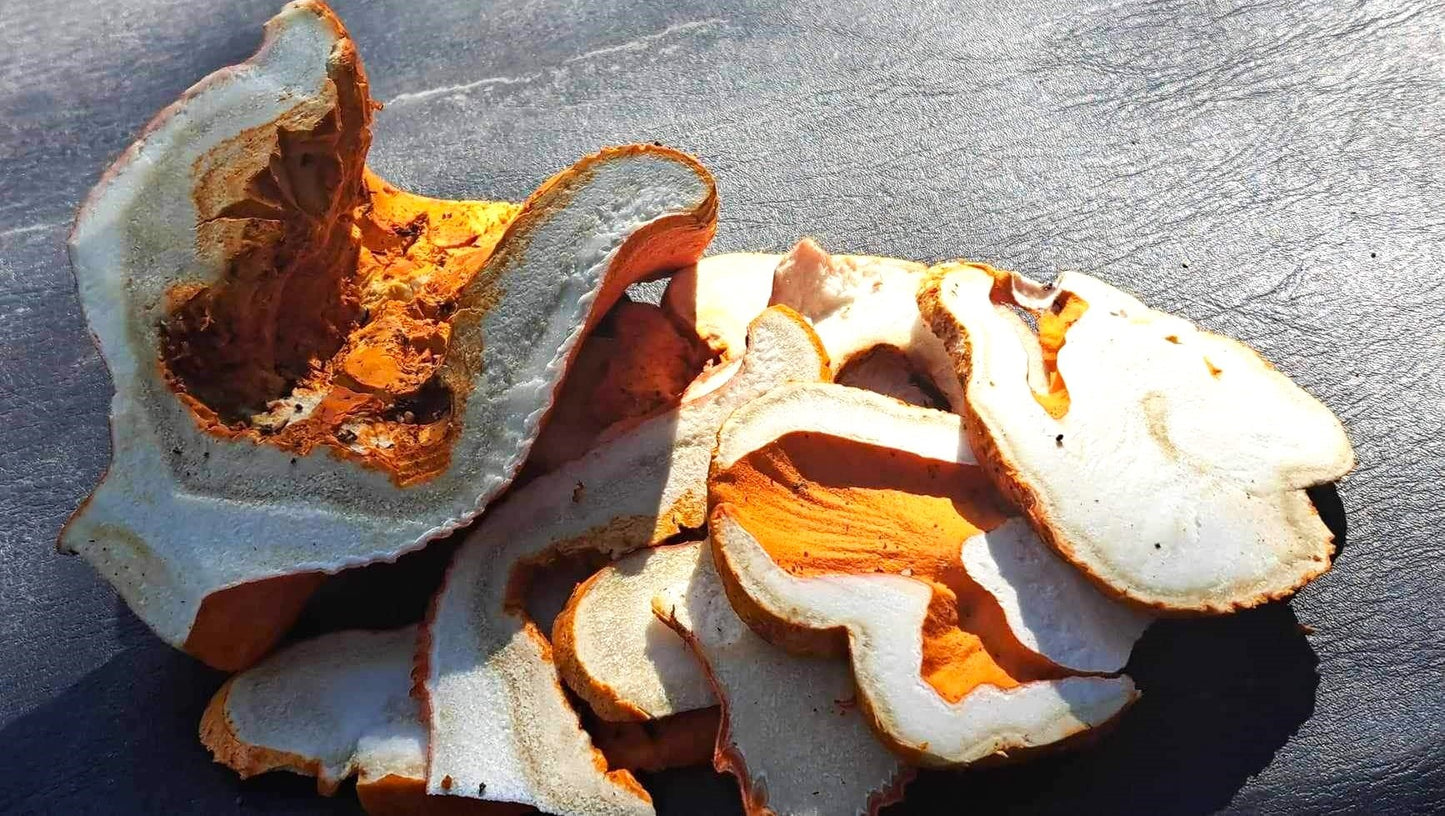 Dried Lobster Mushrooms