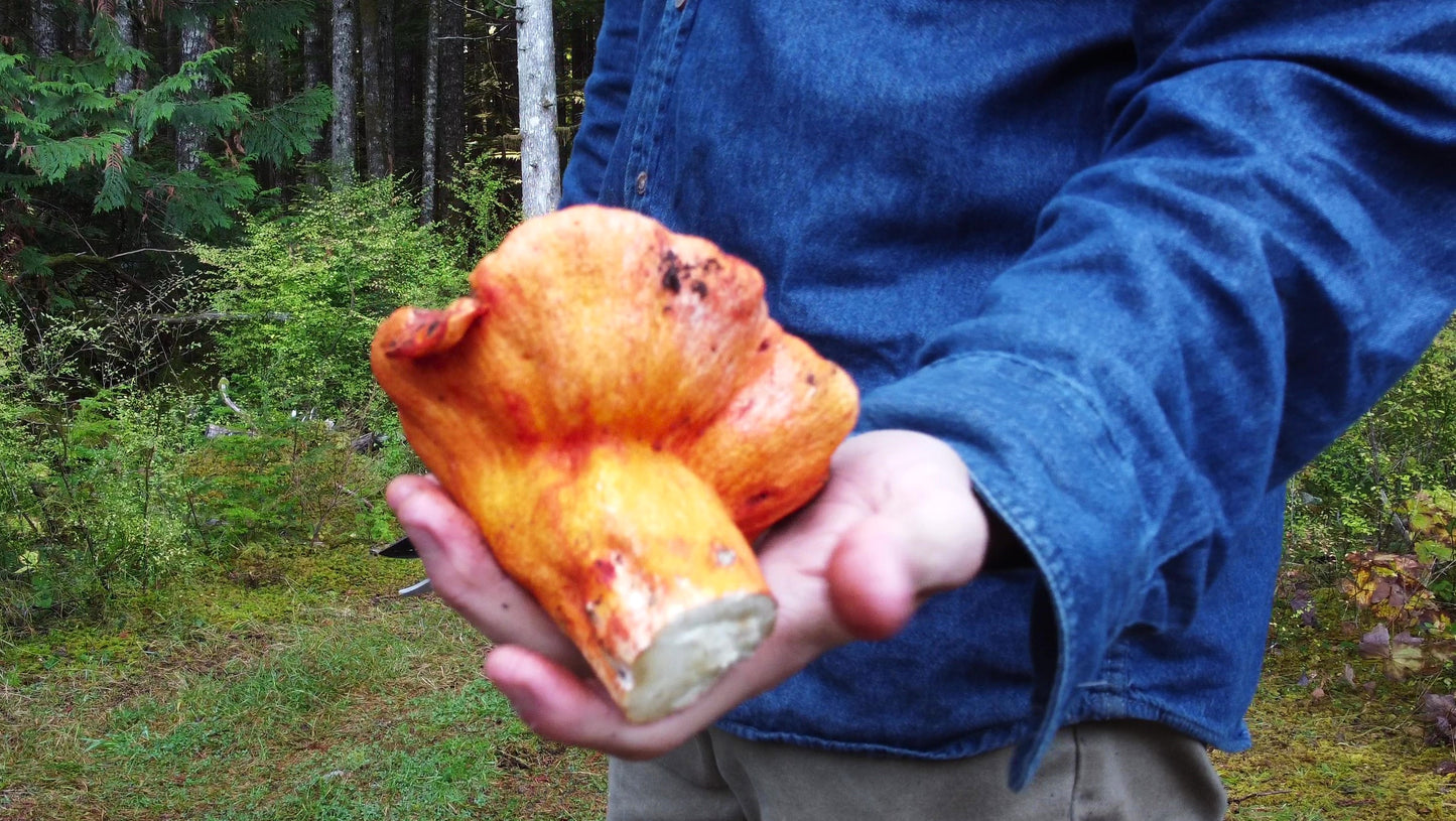 Dried Lobster Mushrooms