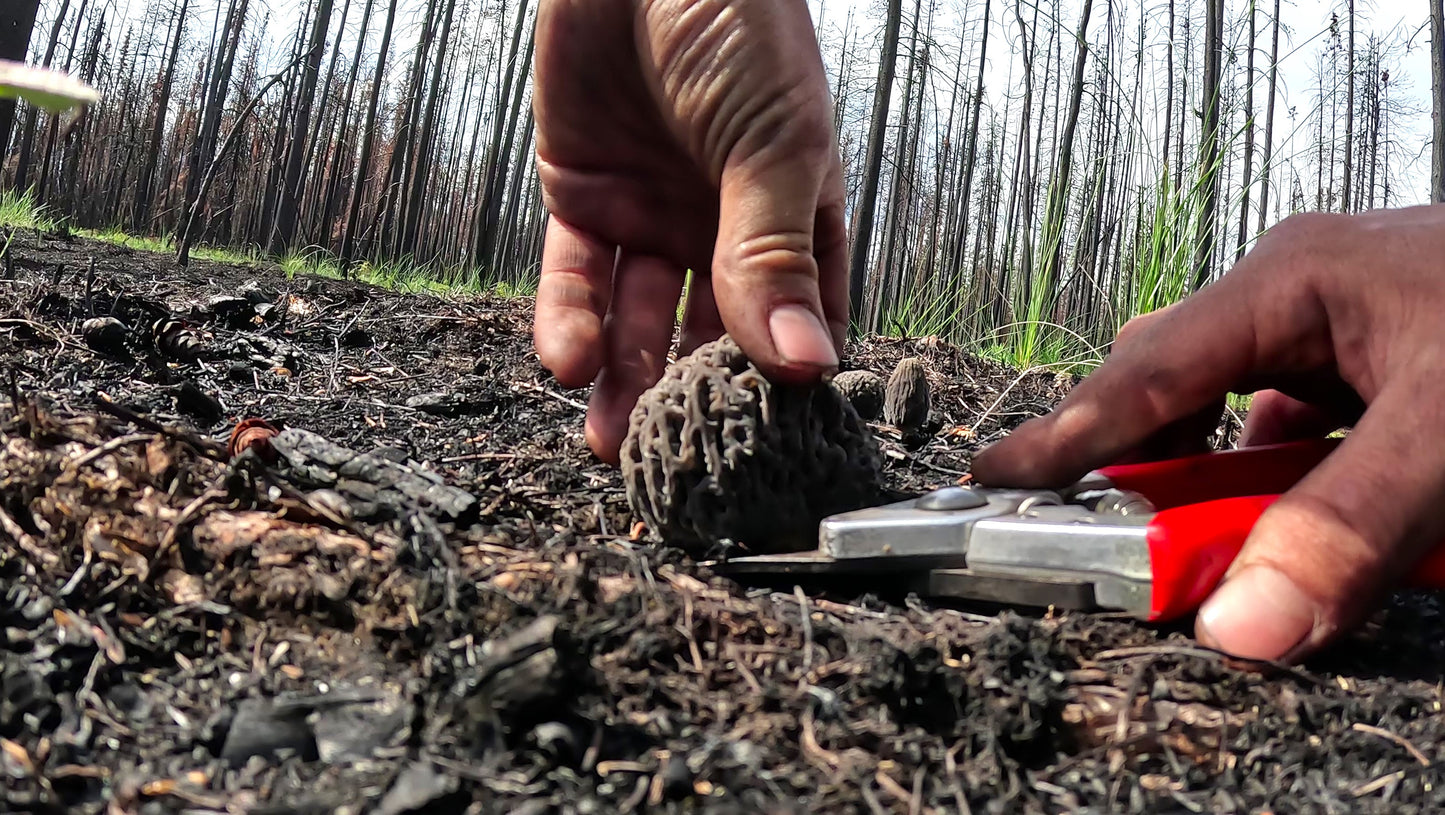 Fire Morel Trio Variety Box