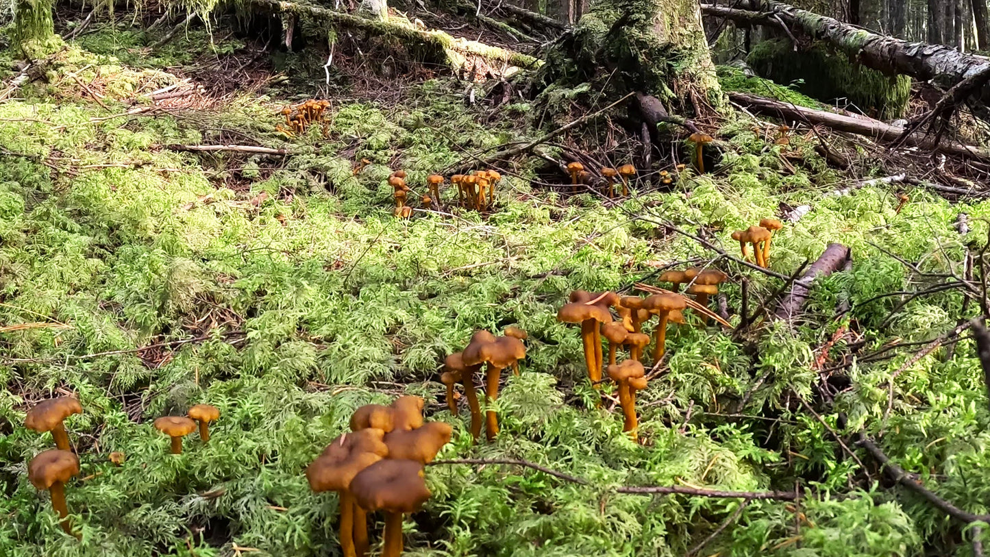 Dried Yellowfoot Chanterelle Mushrooms