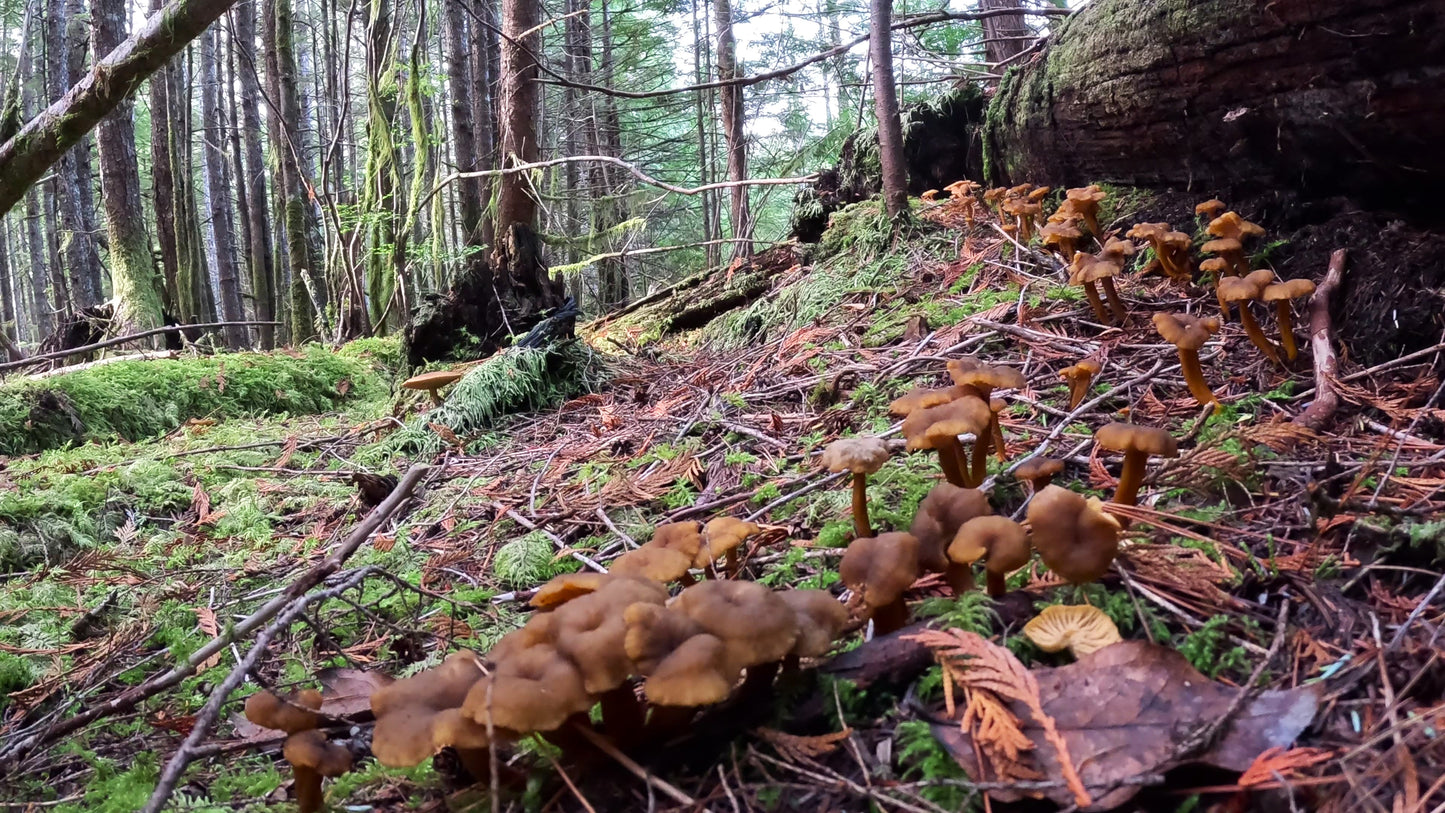 Dried Yellowfoot Chanterelle Mushrooms