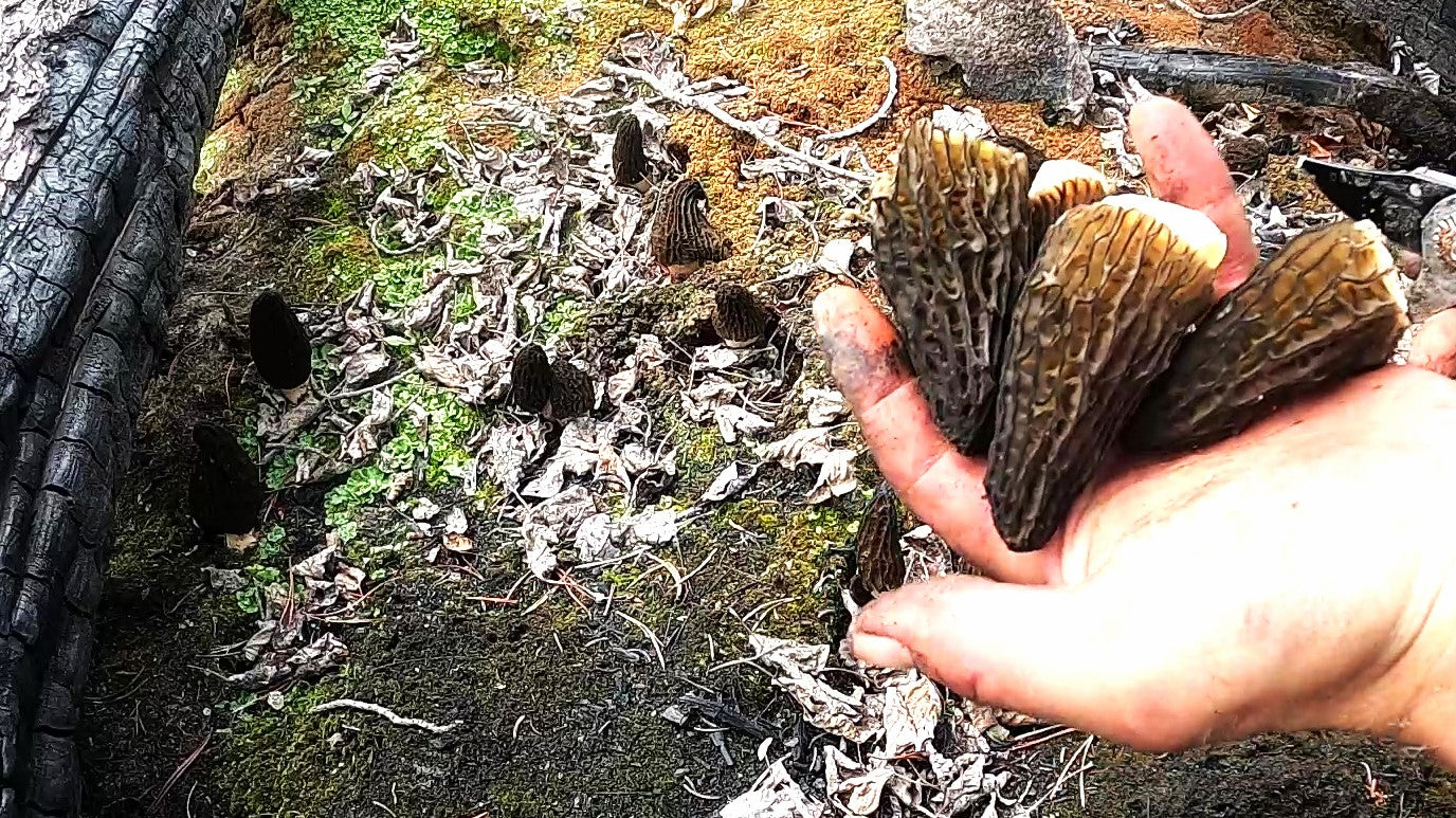 Morel Mushroom Powder