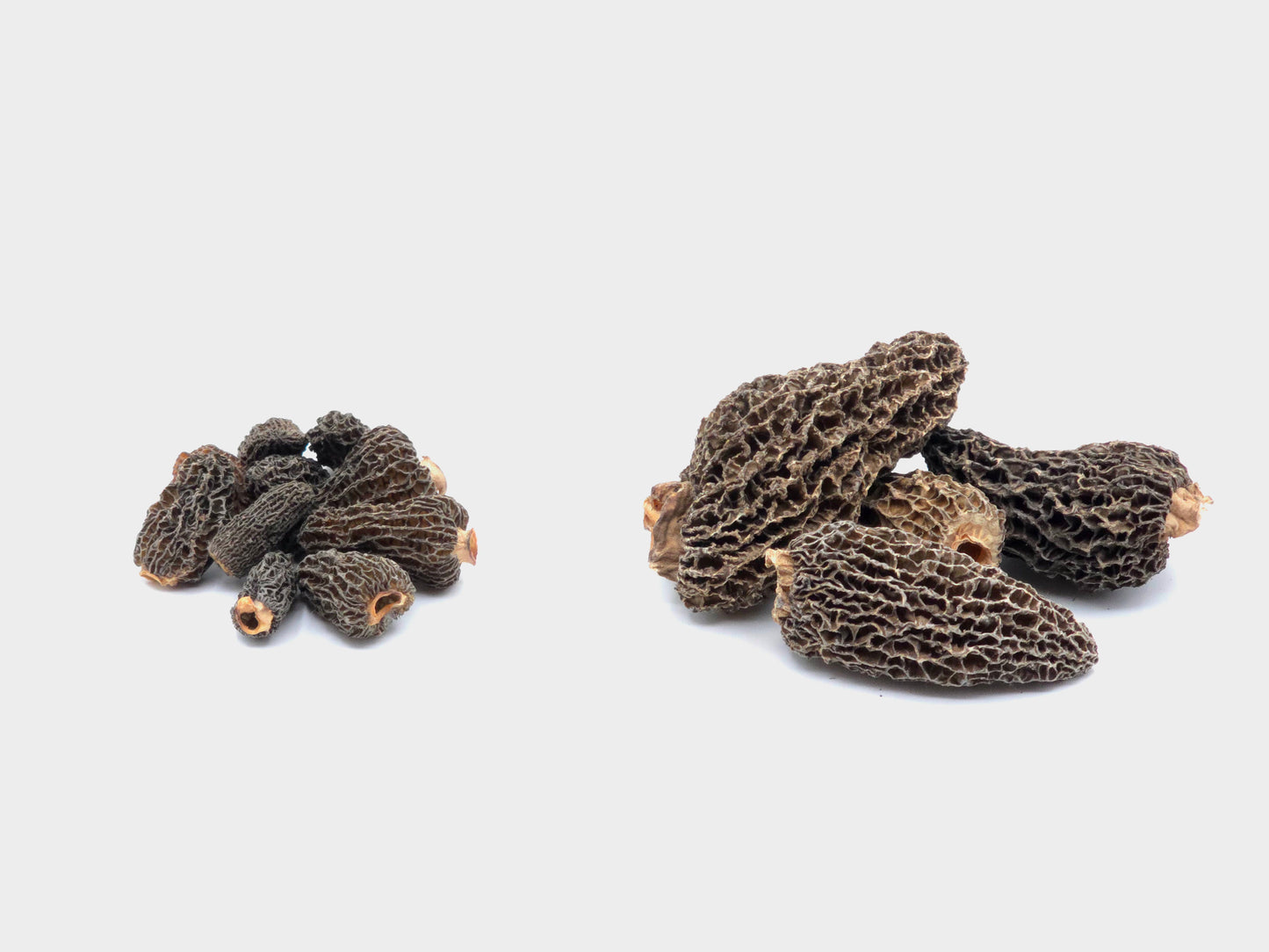 Dried Jumbo Morel Stuffers