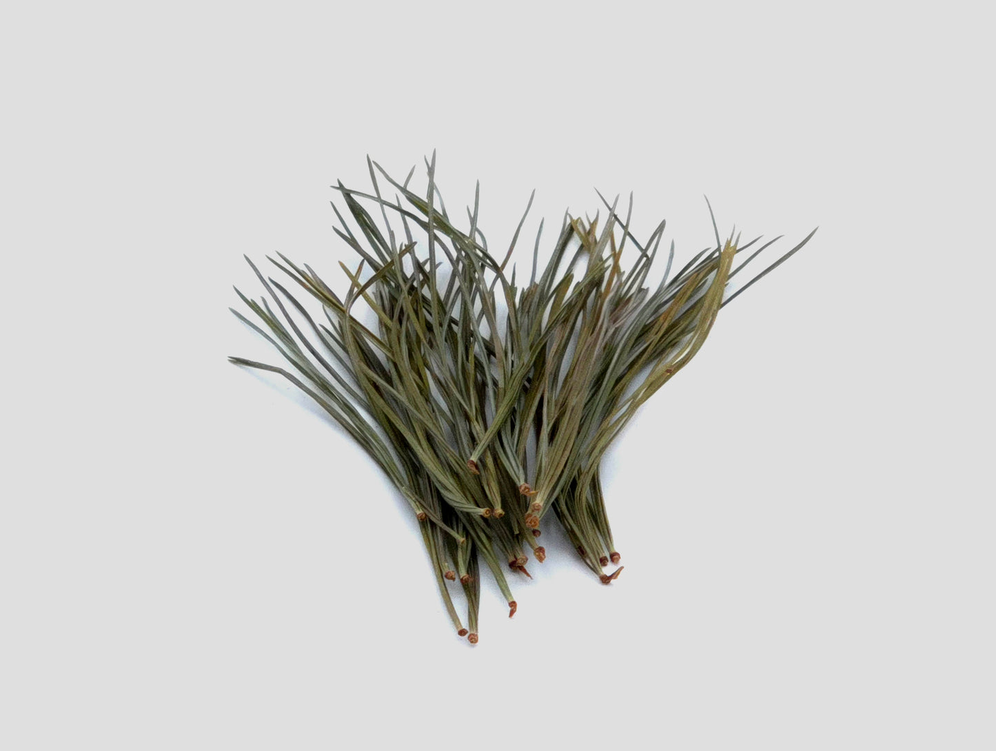 White Pine Tea